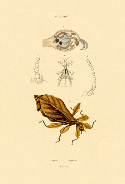 Leaf Insect by French School